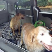 Chariho Animal Hospital ico