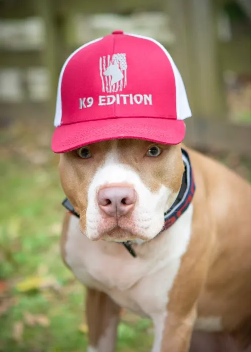 K9 Edition Picture 1
