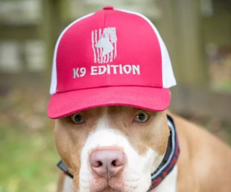 K9 Edition
