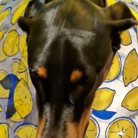 Southern Rhode Island Animal Hospital ico