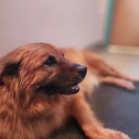 Wolf Rock Animal Health Center ico