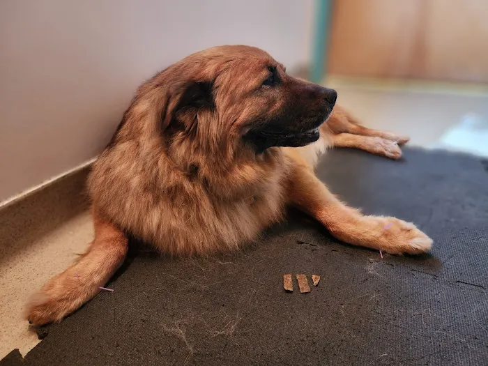 Wolf Rock Animal Health Center Picture 5