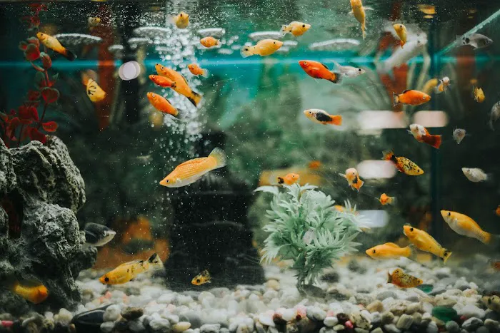 RJ's Aquarium Picture 2
