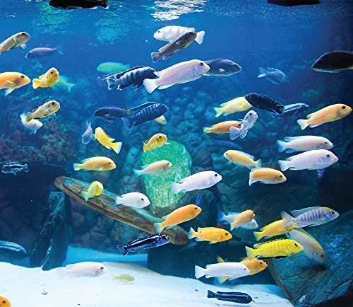 RJ's Aquarium Picture 1