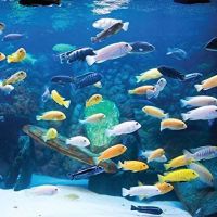 RJ's Aquarium ico