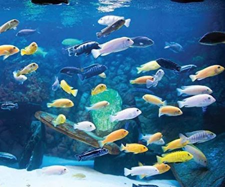 RJ's Aquarium
