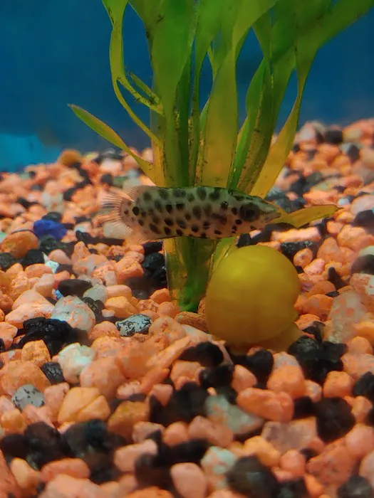 RJ's Aquarium Picture 8