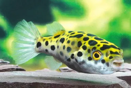 RJ's Aquarium Picture 7