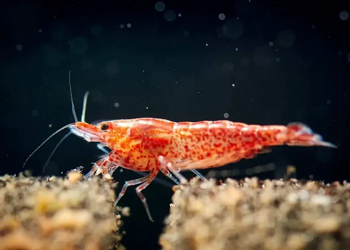 RJ's Aquarium Picture 5