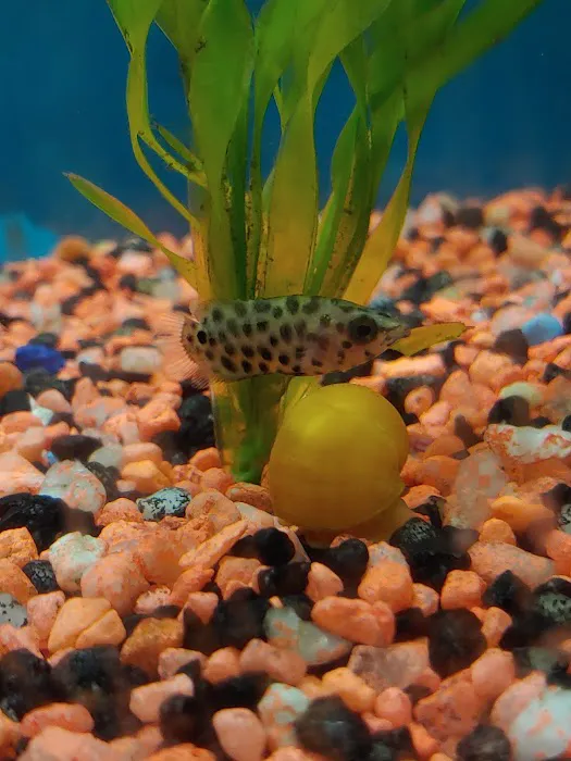 RJ's Aquarium Picture 9