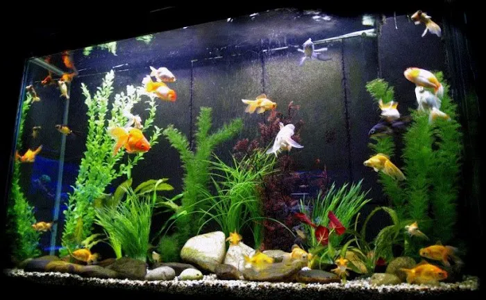 RJ's Aquarium Picture 6