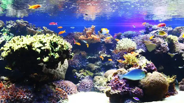 RJ's Aquarium Picture 4