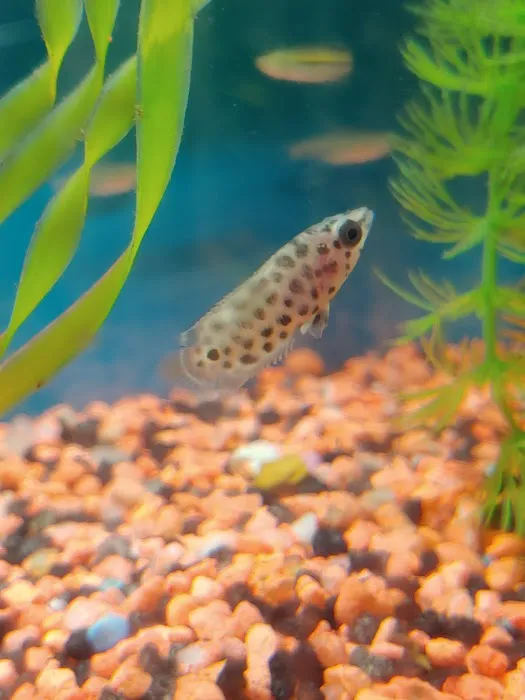 RJ's Aquarium Picture 10