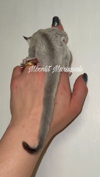 Moonlit Marsupials Picture 4