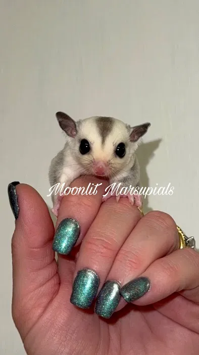 Moonlit Marsupials Picture 1