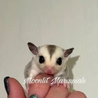 Moonlit Marsupials ico