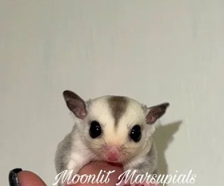 Moonlit Marsupials