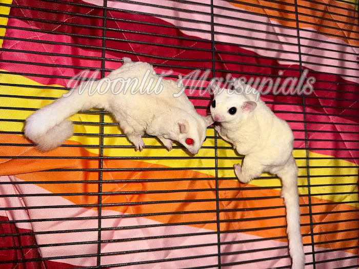 Moonlit Marsupials Picture 8