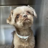 Atlantic Animal Hospital & Wellness Center ico