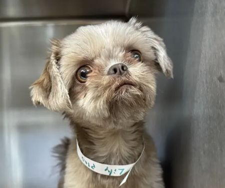 Atlantic Animal Hospital & Wellness Center