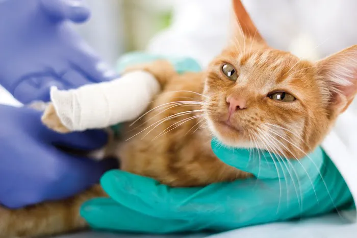 Rhode Island Pet Rehab Picture 3