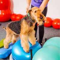 Rhode Island Pet Rehab ico