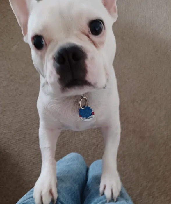 Rhode Island Pet Rehab Picture 7