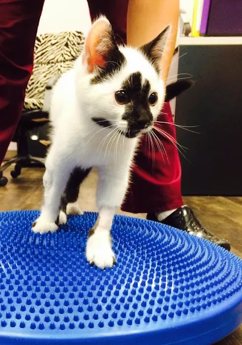 Rhode Island Pet Rehab Picture 5
