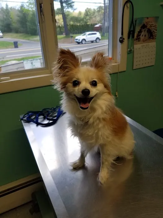 Mill Valley Veterinary Clinic Picture 1