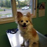 Mill Valley Veterinary Clinic ico
