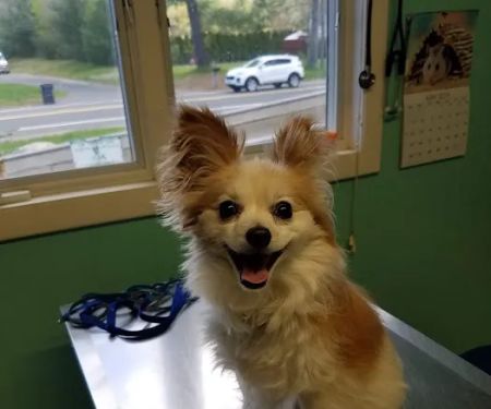 Mill Valley Veterinary Clinic