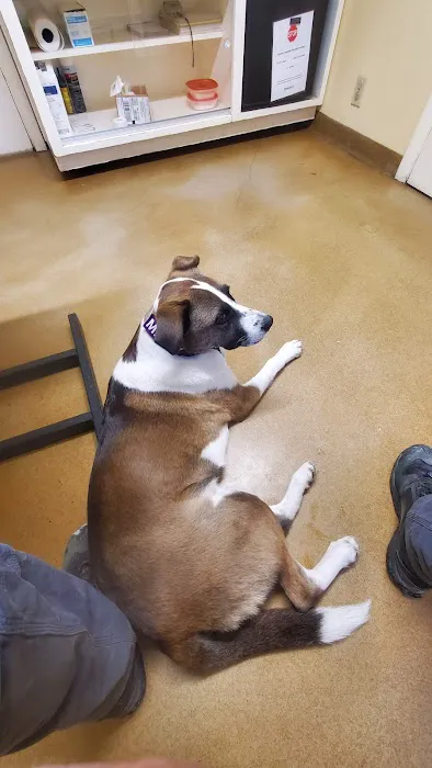 Mill Valley Veterinary Clinic Picture 5