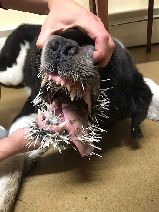 Mill Valley Veterinary Clinic Picture 4