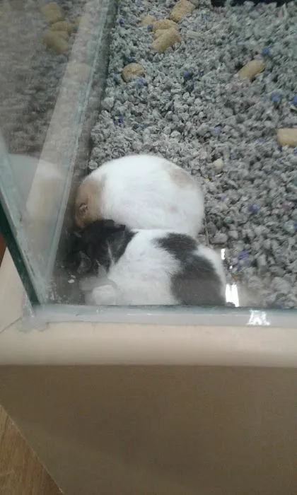 Petland Chillicothe Picture 7
