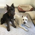 Petland