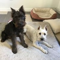 Petland ico