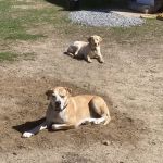 Hardwick Pond Vet Center