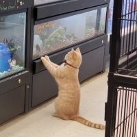 We Lov Pets - Mt Vernon ico
