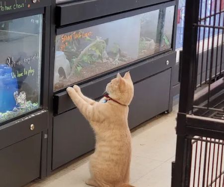 We Lov Pets - Mt Vernon