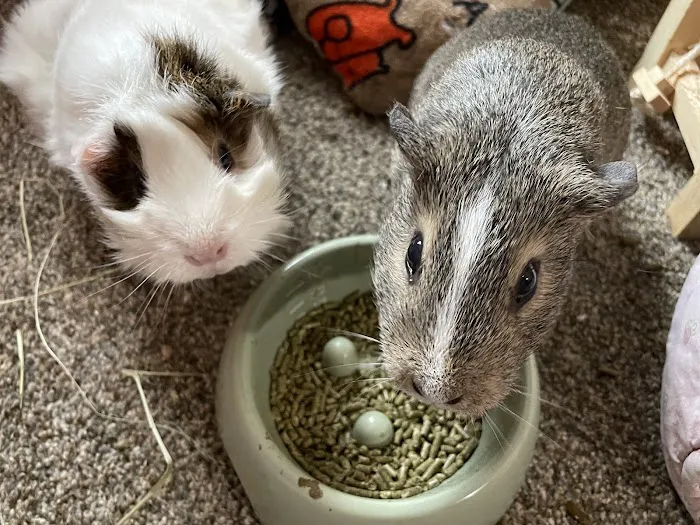 Animal Eye Care of New England Picture 4