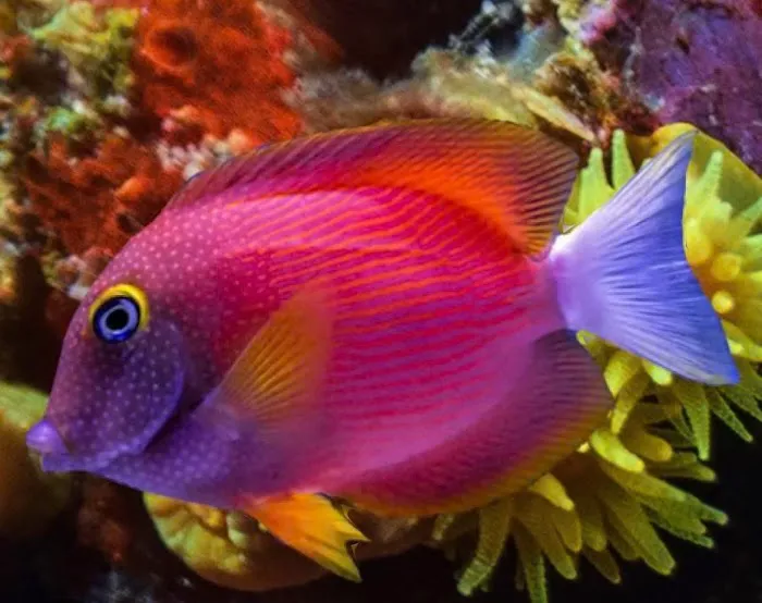 FINtastic Friend’s Picture 2