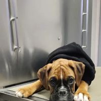 Jefferson Veterinary Hospital ico