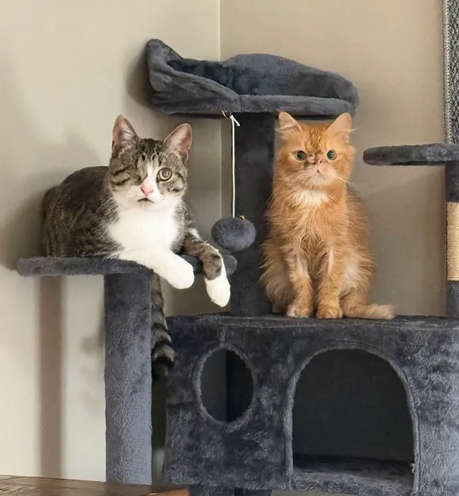Jefferson Veterinary Hospital Picture 10