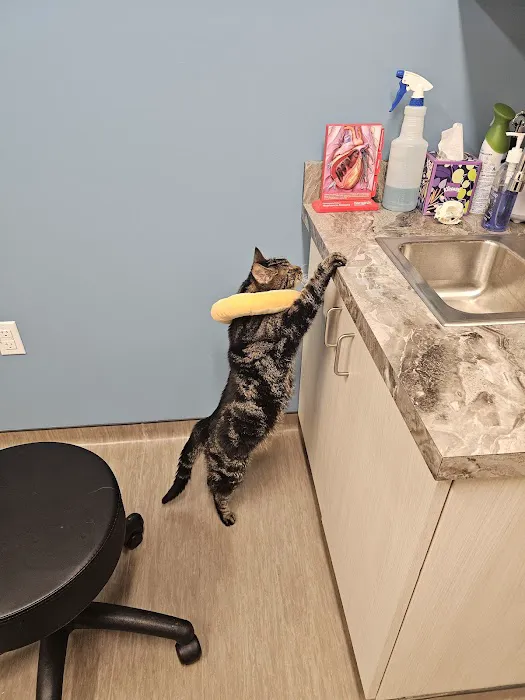 Companions First Vet Clinic Picture 5