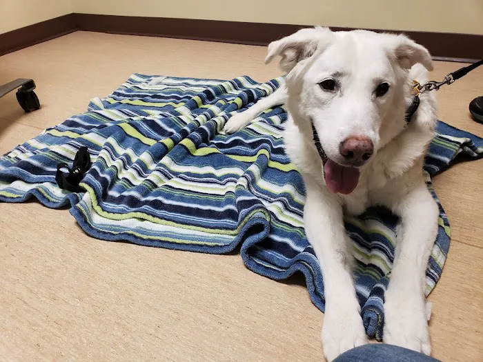 Companions First Vet Clinic Picture 4