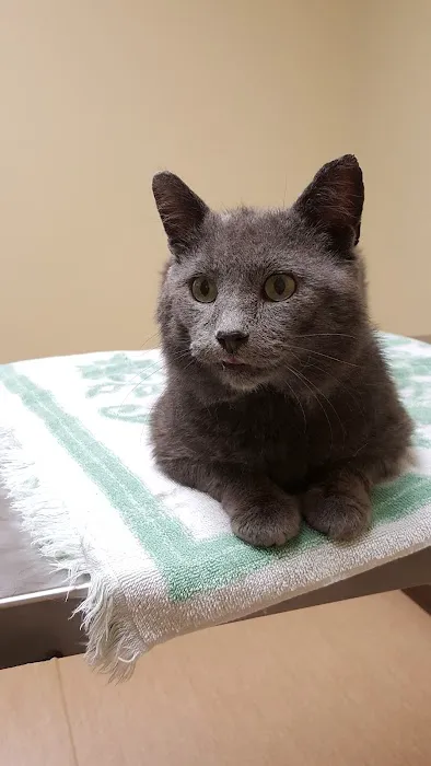 Companions First Vet Clinic Picture 1