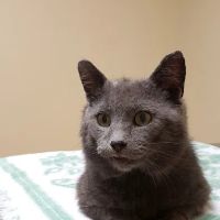 Companions First Vet Clinic ico
