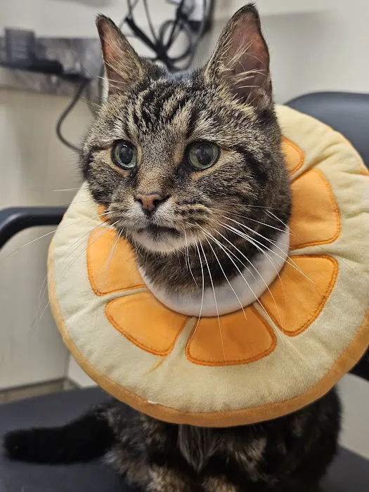 Companions First Vet Clinic Picture 7