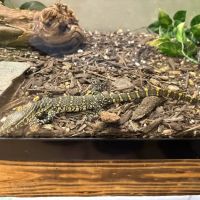 Exotic Pet Paradise ico