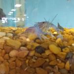 K C's Aquaworld